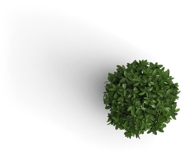 plant.png