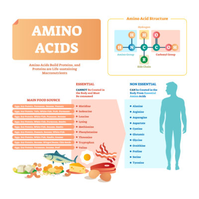 Build Stronger Muscles with All Kinds of Protein