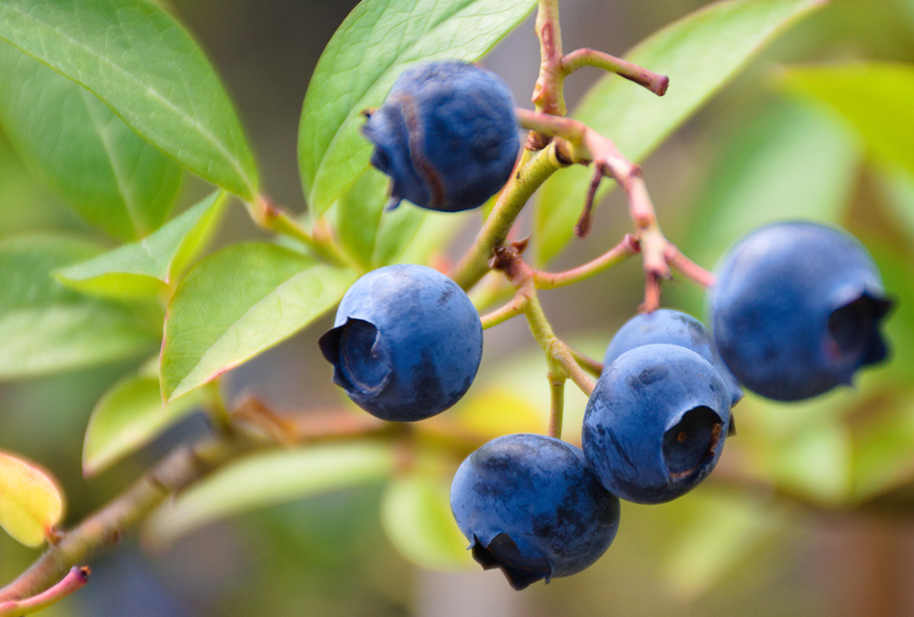 New study indicates wild blueberries improve brain’s processing speed