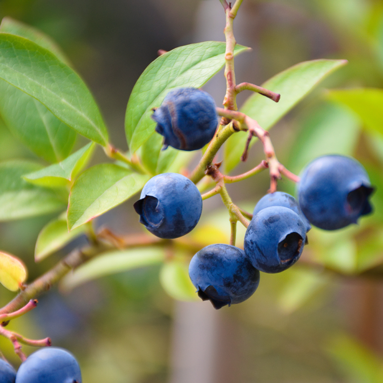 New study indicates wild blueberries improve brain’s processing speed