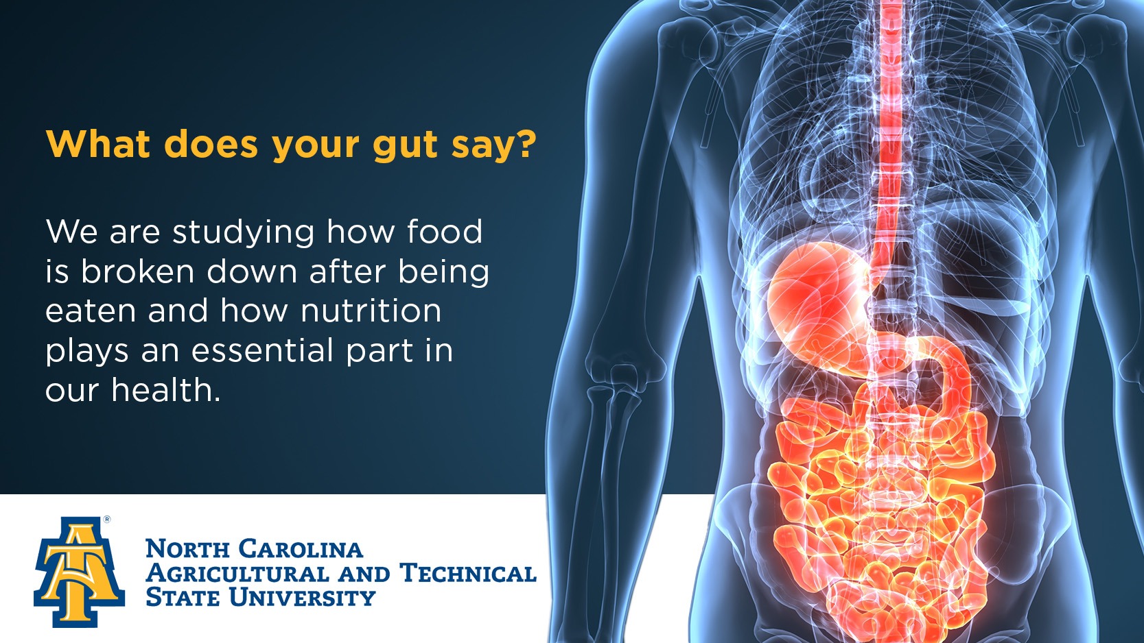 Nutritional Impact on Gut Microbiota and Human Health