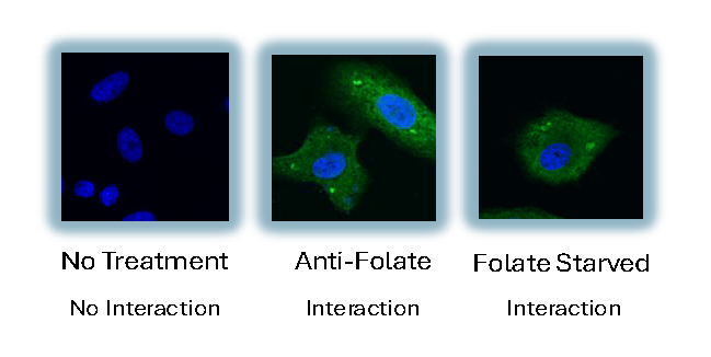 BiFC 3MT_Page_2